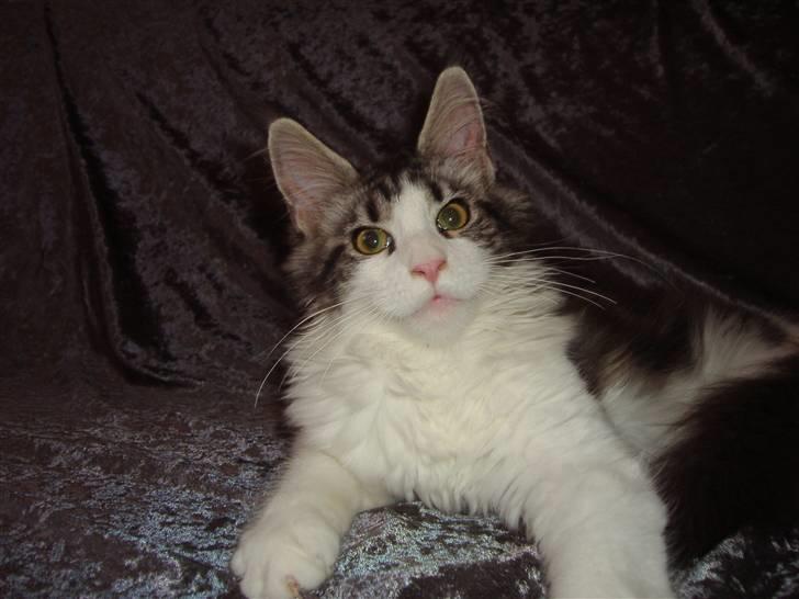 Maine Coon Coon Danica's Sex Bomb  - Sex Bomb,  21 uger billede 12