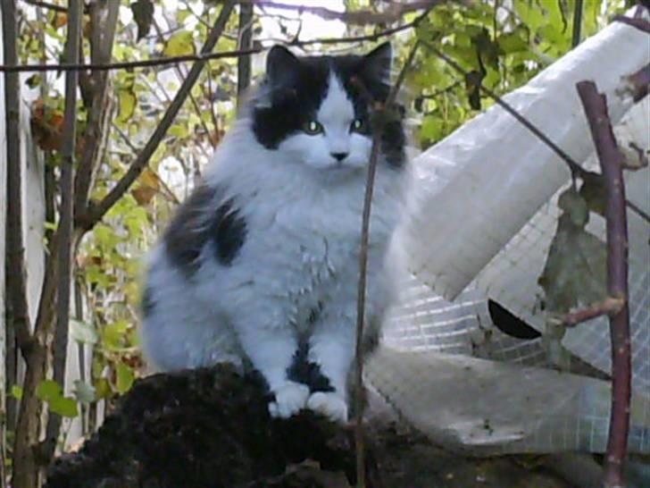 Blanding af racer Molly (Gurlig) Forsvundet - smukke Molly <33´ billede 1