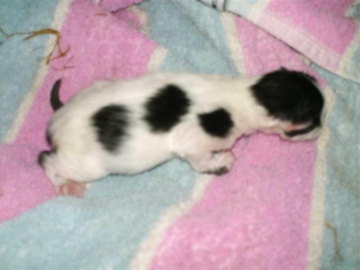 Blanding af racer Molly (Gurlig) Forsvundet - ny født <3 billede 2