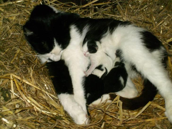 Blanding af racer Molly (Gurlig) Forsvundet - hos mor med sine to bødre : Magnus g Coco billede 3