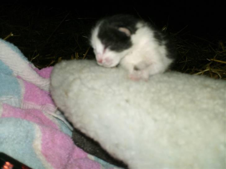 Blanding af racer Molly (Gurlig) Forsvundet - molly <3 billede 4