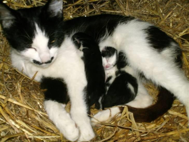 Blanding af racer Molly (Gurlig) Forsvundet - hos mor billede 5