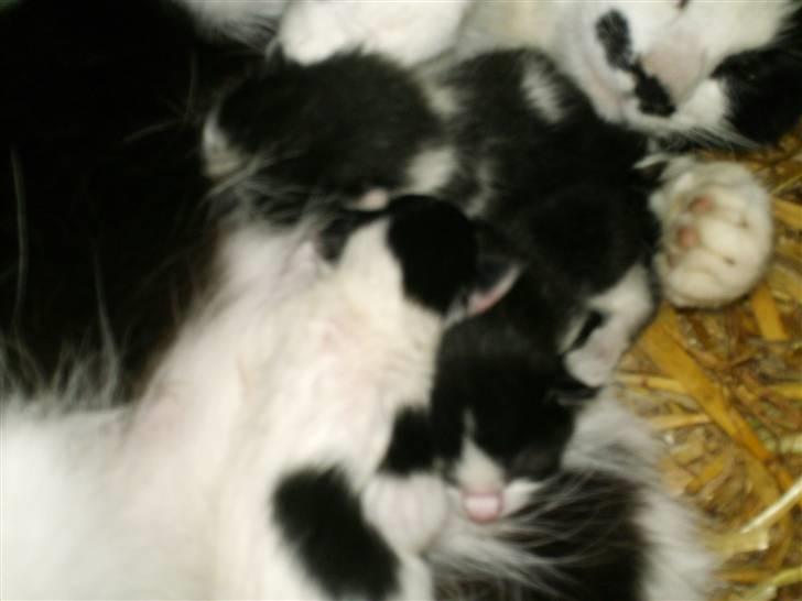 Blanding af racer Molly (Gurlig) Forsvundet - dm alle 3 billede 6