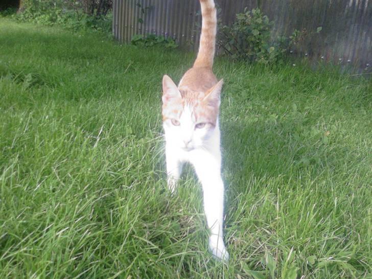 Blanding af racer Gustav - Kirsten kalder: Gustaaav .. Gustav: Miaaav .. oversat med tolk ? Jeg er på vej (: billede 4