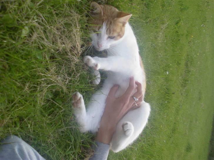 Blanding af racer Gustav - Uha ja klø mig ! liii´ på´ maven! billede 5