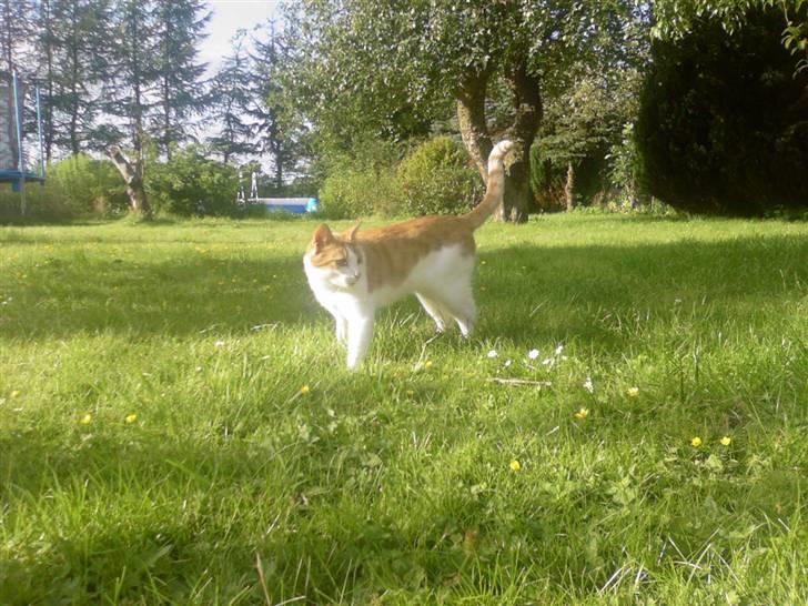 Blanding af racer Gustav - Skøønt vejer iik?  billede 6