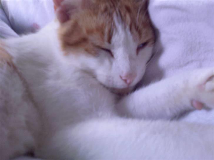 Blanding af racer Gustav - Føler .. Træng ..  Til at .. ssssshhov´e .... billede 7