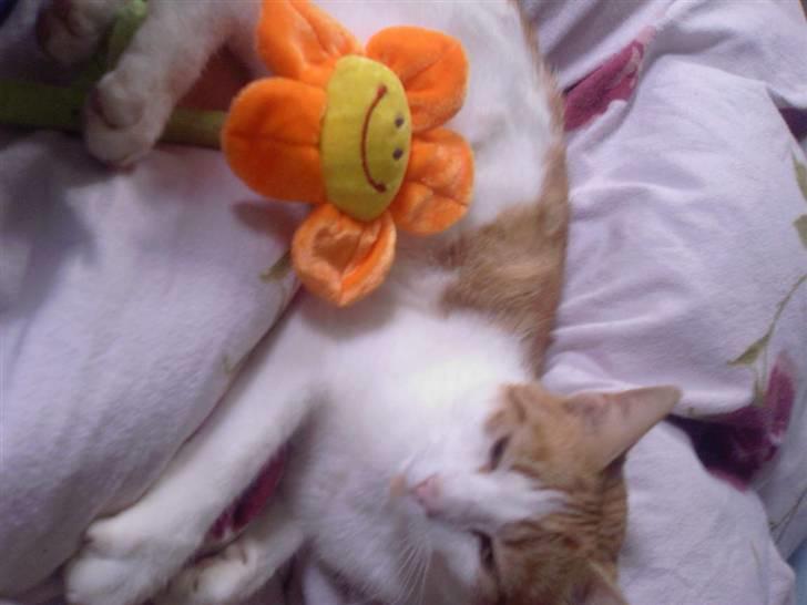 Blanding af racer Gustav - Opmærksomhed når man sover er slet nej værst... billede 8