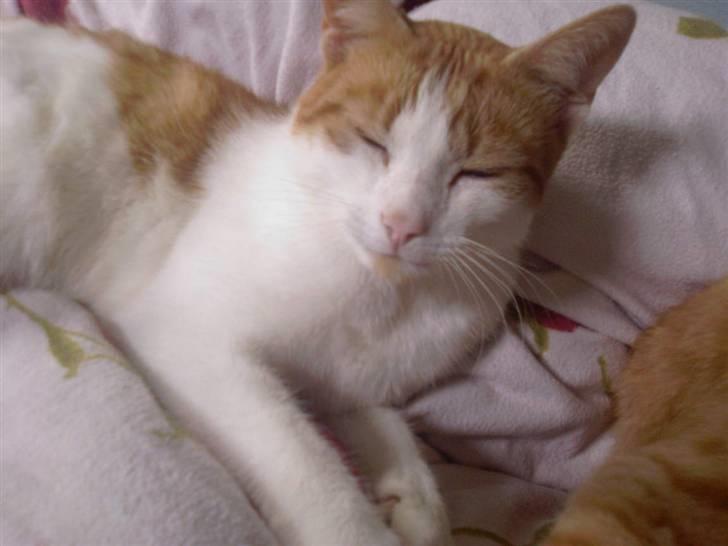 Blanding af racer Gustav - Jeg stæler kamereraet sofus .. (I´M THE STAR) billede 9