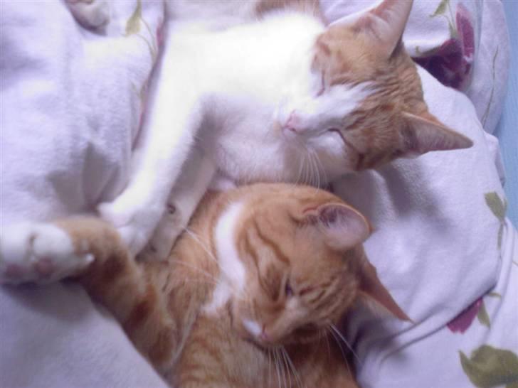 Blanding af racer Gustav - Om 10 min. når jeg har hvilet færdig .. så tygger jeg dig lidt i øret okay? .. ZzzzZZzzz billede 10