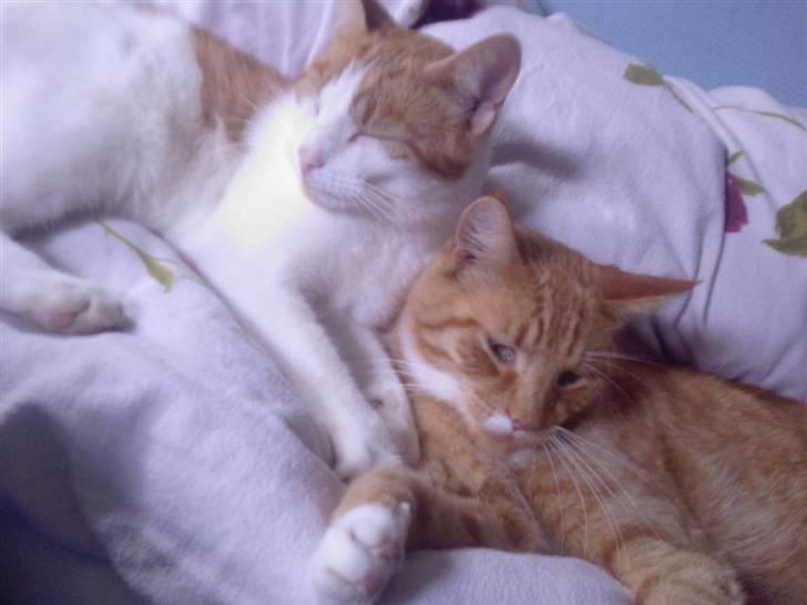 Blanding af racer Gustav - De 5 min. er gået pas på det 10´ende minut´ så springer jeg ! billede 11