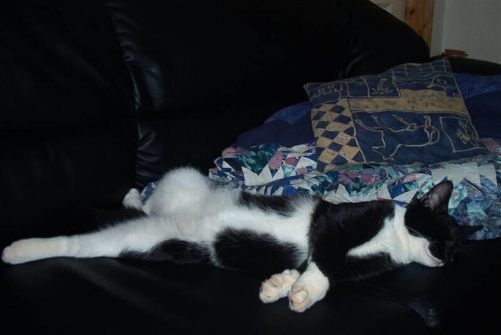 Huskat Basse - Man er vel magelig...!! billede 1