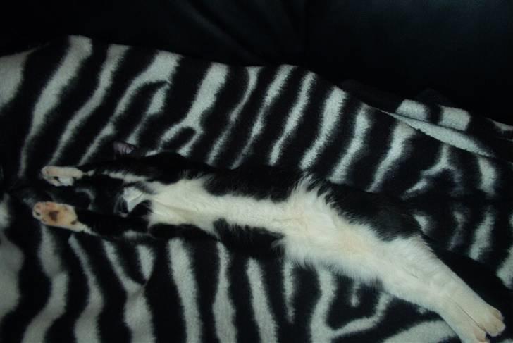 Huskat Basse - Nu finder de mig aldrig.. billede 2