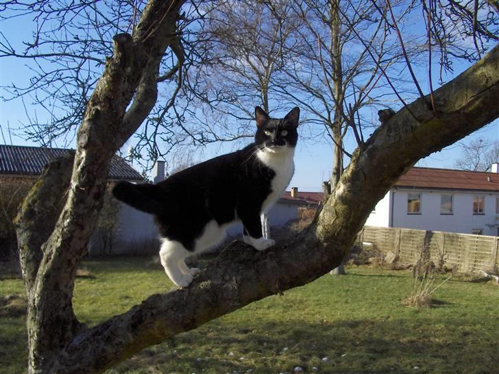 Huskat Basse - Det er her jeg leder og fordeler arbejdet fra.. billede 3