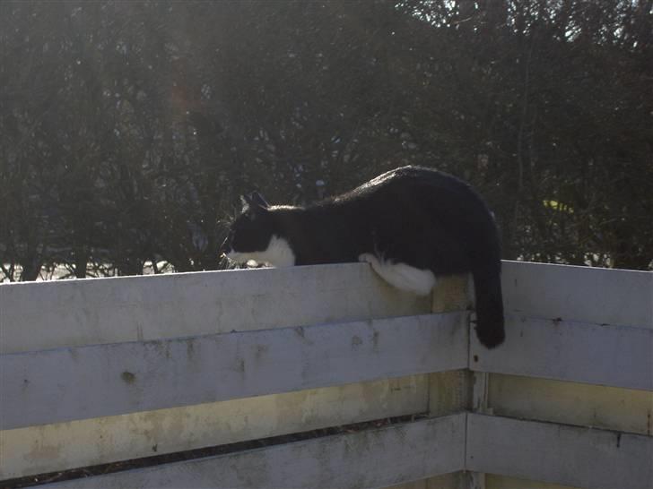 Huskat Basse - Jeg kan næsten være på et bræt :-) billede 4