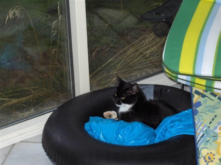 Huskat Basse - Vand er ikke lige mig, men for at være på den sikre side :-) billede 5