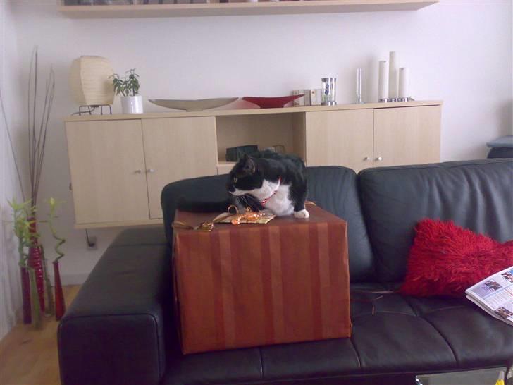 Huskat Basse - Er den mon til mig..? billede 6