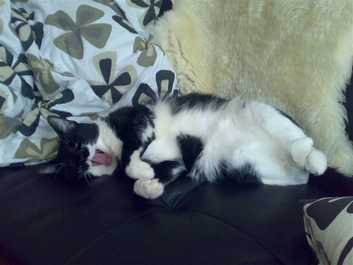 Huskat Basse - Gaaaaaaaab.....! billede 7