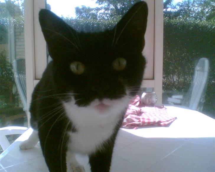 Huskat Basse - Tager hun billeder af mig...? billede 8