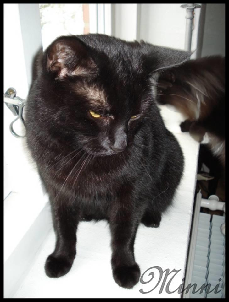 Huskat ^*Minni*^* Perles pige* - Er vidst lidt træt billede 4