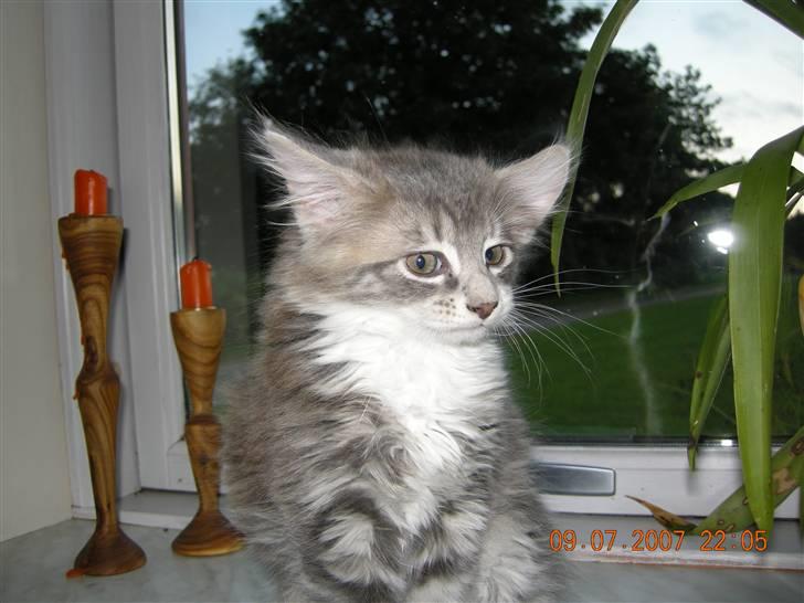 Norsk Skovkat Mambo "Flapøre" R.I.P billede 1