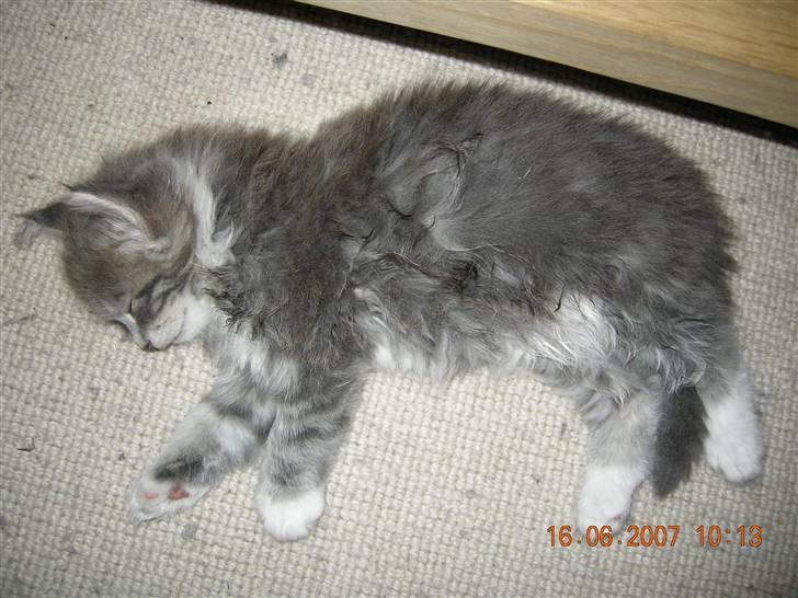 Norsk Skovkat Mambo "Flapøre" R.I.P billede 2