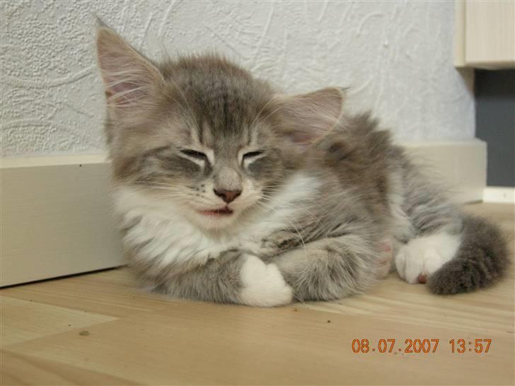 Norsk Skovkat Mambo "Flapøre" R.I.P billede 3