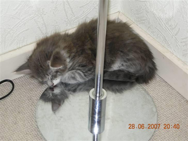 Norsk Skovkat Mambo "Flapøre" R.I.P billede 4