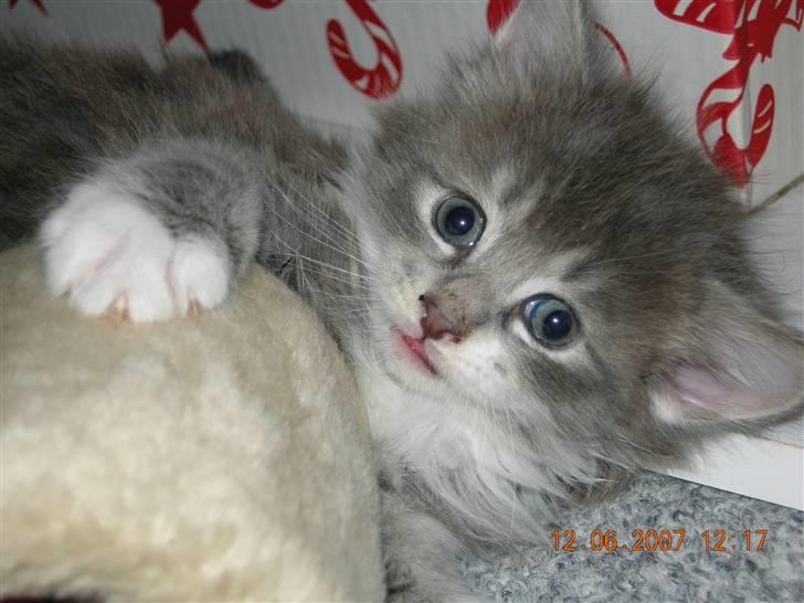 Norsk Skovkat Mambo "Flapøre" R.I.P billede 5