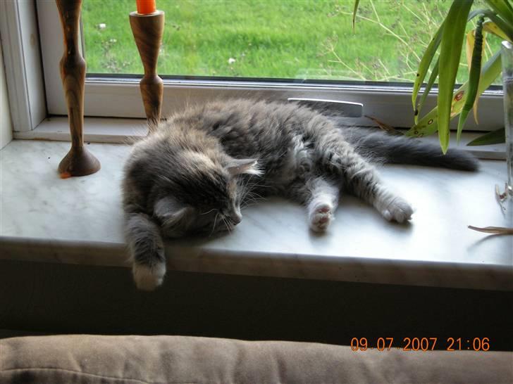 Norsk Skovkat Mambo "Flapøre" R.I.P billede 6