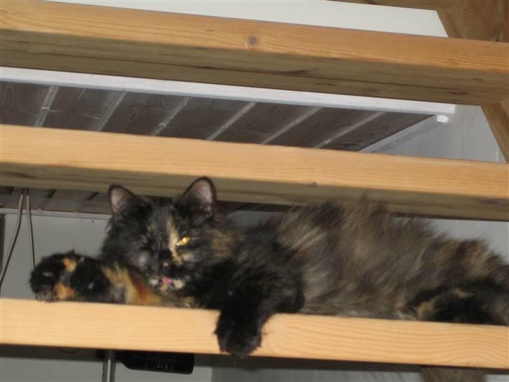 Norsk Skovkat Liva billede 6