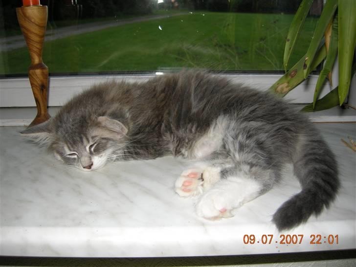 Norsk Skovkat Mambo "Flapøre" R.I.P billede 7