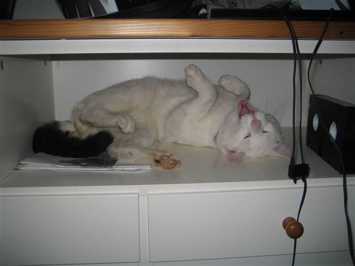 Huskat Milo billede 7