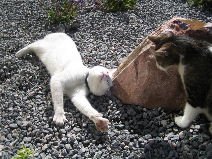 Huskat Milo billede 8