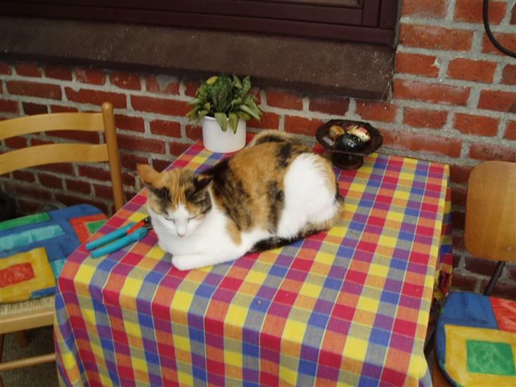 Blanding af racer Sirena - Det er nu skønt at flade i havestuen.. billede 11