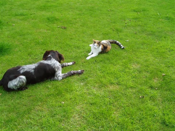 Blanding af racer Sirena - Hva så, vil du lege?? billede 12