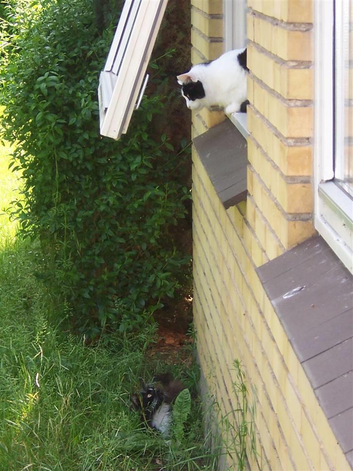 Huskat Misja - Uhhhh første møde med fremmed kat billede 16