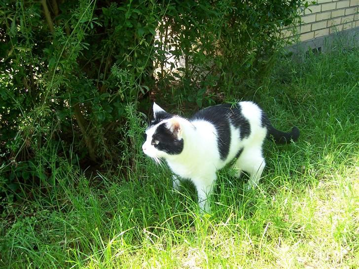 Huskat Misja - En af de første gåture i sit nye hjem billede 17