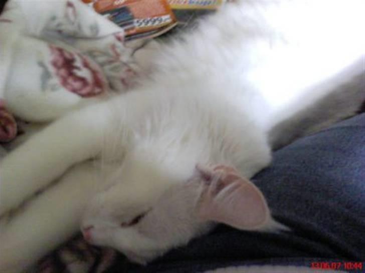 Norsk Skovkat DK Kj White Chokos Fnuggi billede 13