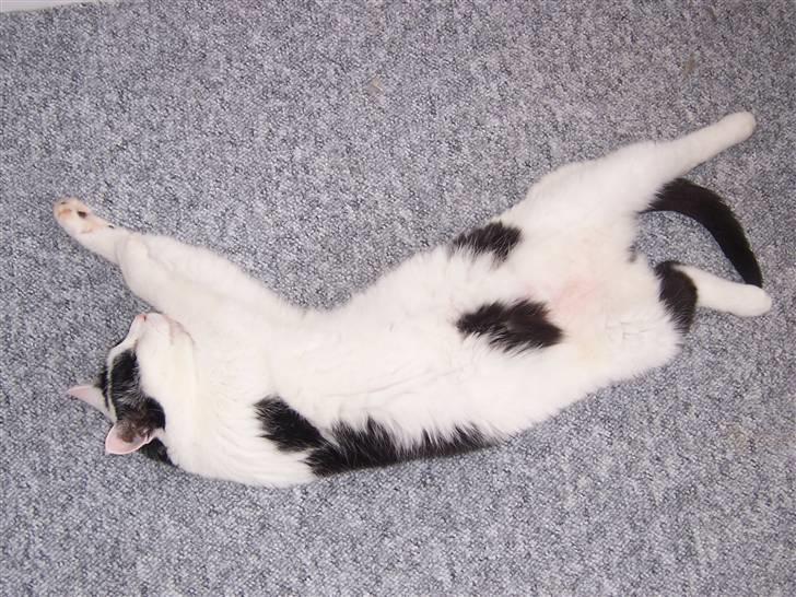 Huskat Misja - Man gør jo hvad man er bedst til. billede 18