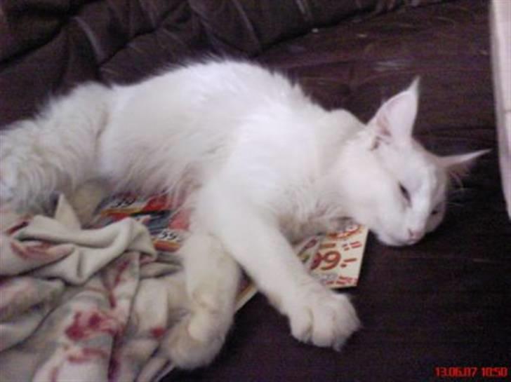 Norsk Skovkat DK Kj White Chokos Fnuggi billede 14