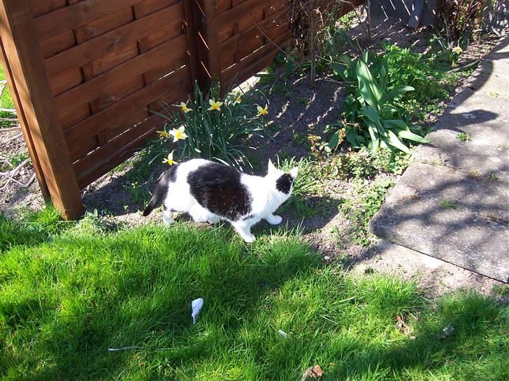 Huskat Misja billede 19