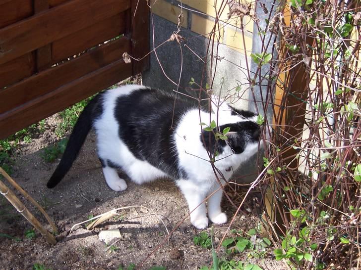 Huskat Misja billede 20