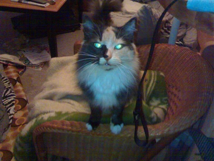 Blanding af racer picaso R.i.p billede 7