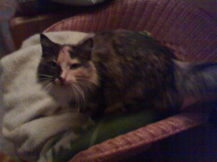 Blanding af racer picaso R.i.p billede 8