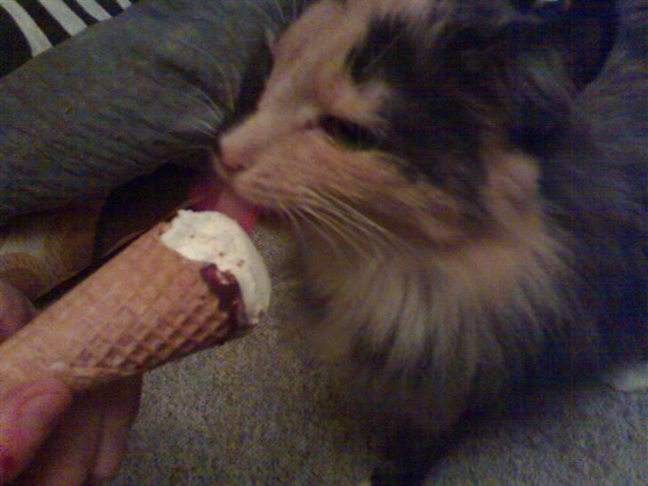 Blanding af racer picaso R.i.p billede 9