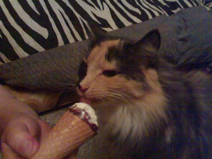 Blanding af racer picaso R.i.p billede 10