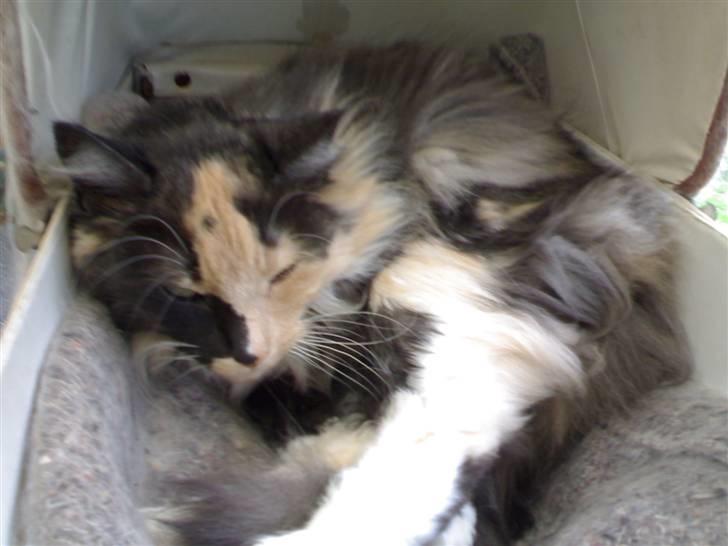 Blanding af racer picaso R.i.p billede 11