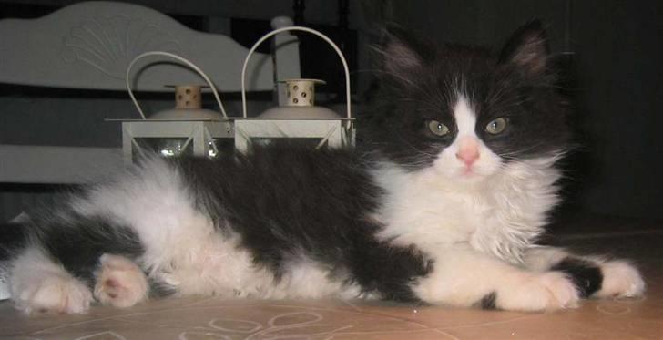 Blanding af racer Domino - 10 uger gammel, men har allerede anlæg som model...  heh he billede 1