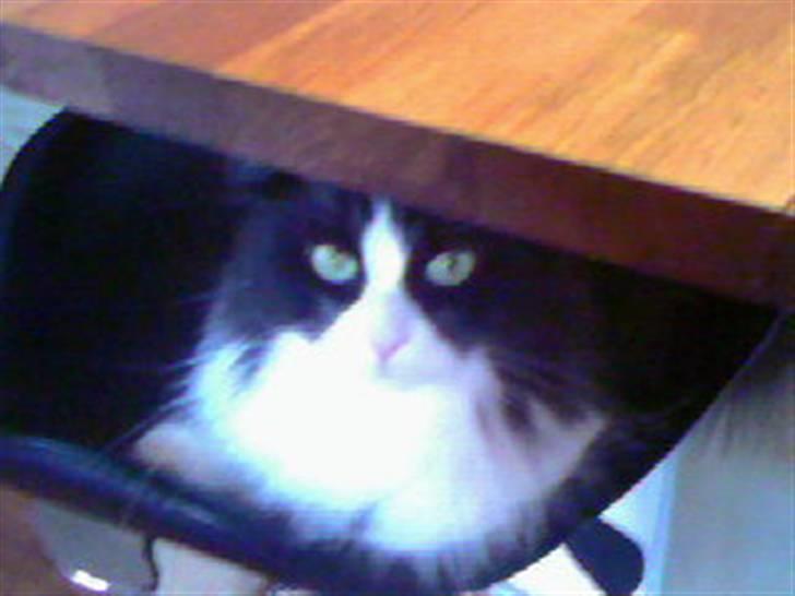 Blanding af racer Domino - den bedste plads, kort vej til bordet og så kan jeg daske hunnierne når de går forbi.. heh billede 2